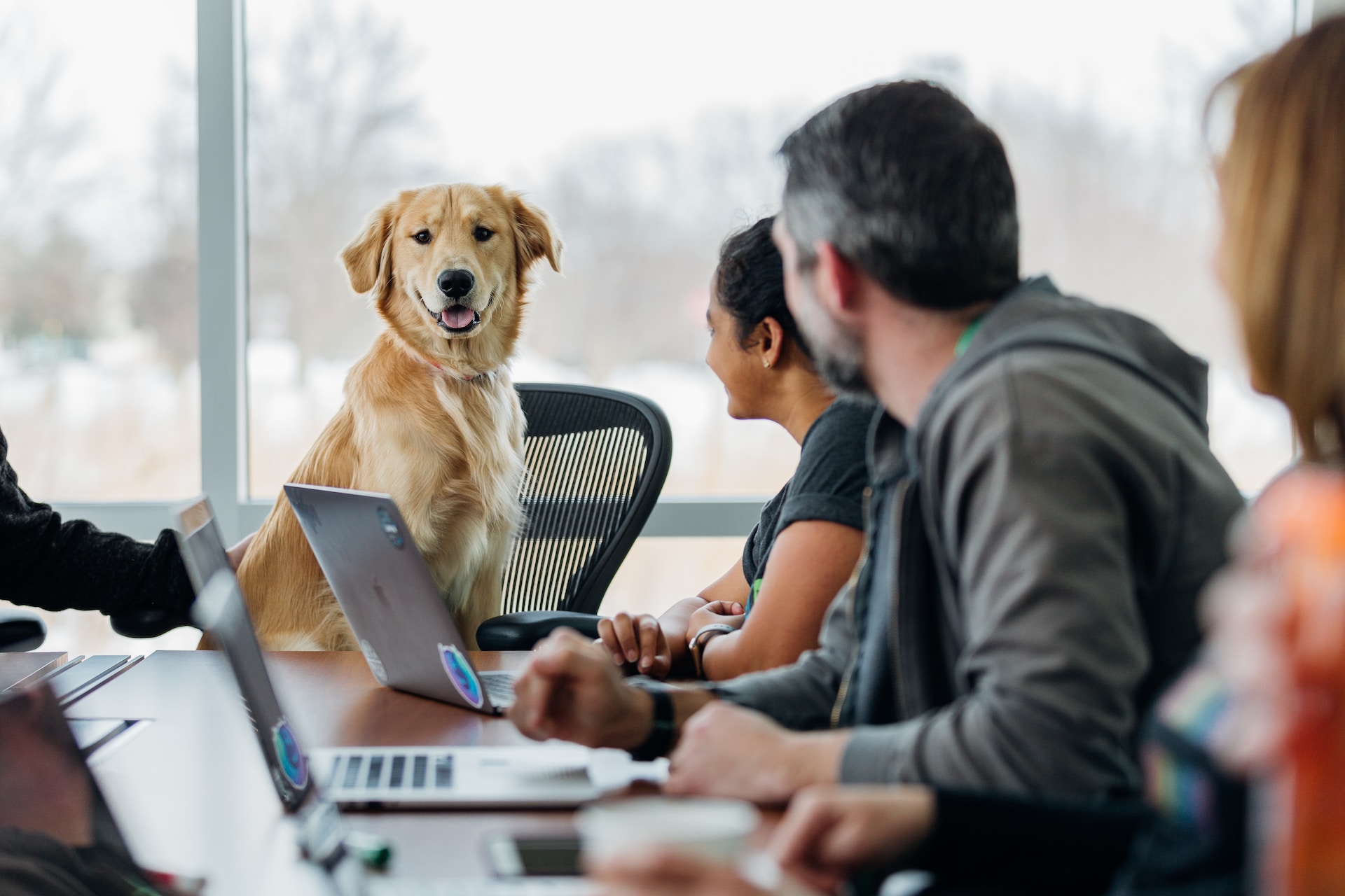 Building Dogio – Een (WordPress) website voor Belgische hondenliefhebbers